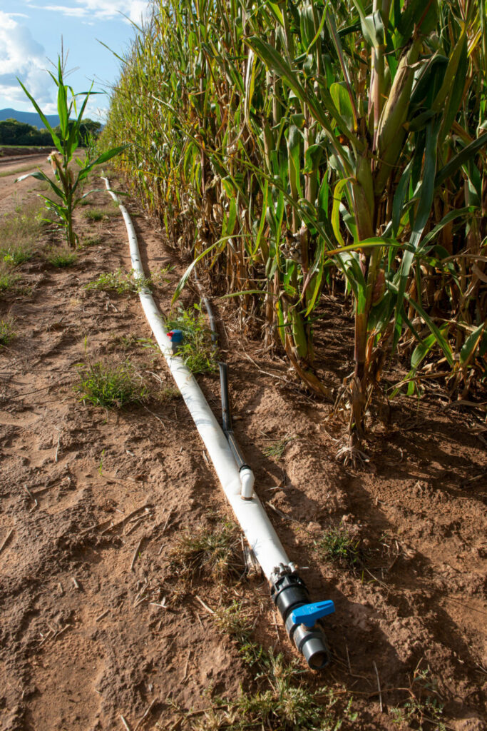 Farmers in the Verde Valley are increasingly switching to drip irrigation, which is more water-efficient than traditional methods.
