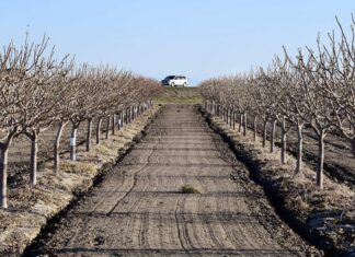 Kettleman City orchard photo