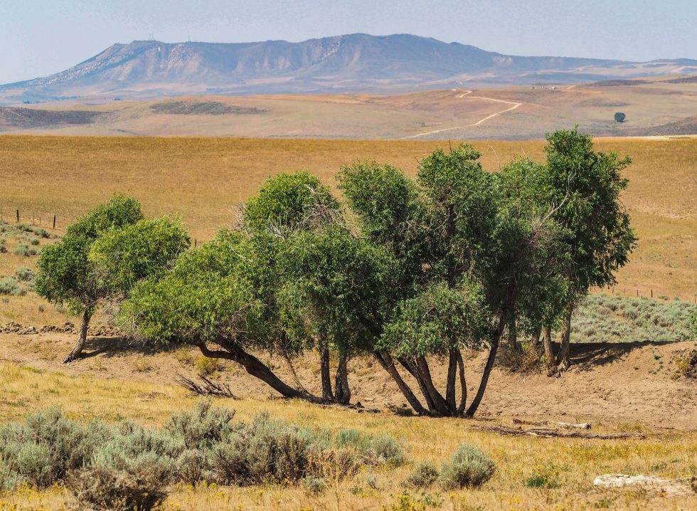 Little Bear Ranch photo