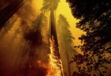 California wildfire photo