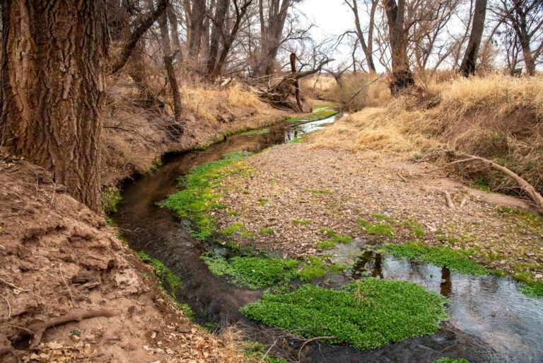 Photos: San Pedro River, Arizona
