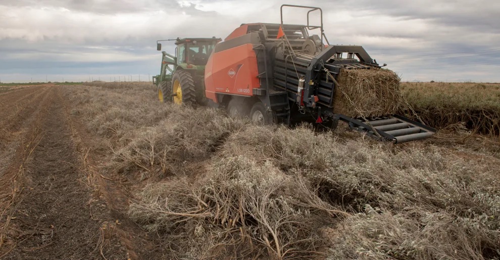 Paul Sanchez drives the custom guayule bailer photo