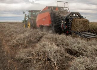 Paul Sanchez drives the custom guayule bailer photo
