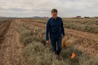Dr. David Dierig walks along a row of guayule plants at the Bridgestone Guayule Research Farm photo