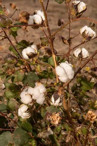 A cotton plant outside Eloy, Arizona photo