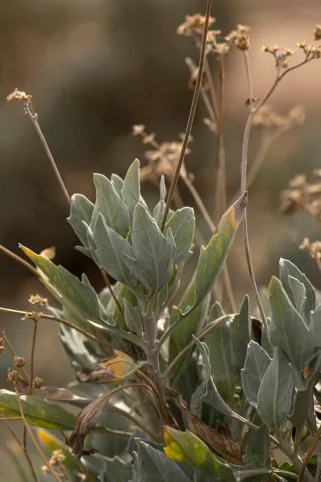 Leaves and dry flower stalks of guayule plants at the Bridgestone Guayule Research Farm in Eloy, Arizona photo