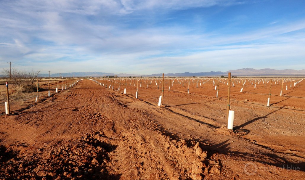 Newly planted pecan trees that are irrigated by finite and shrinking reserves of groundwater in Cochise County in southeast Arizona. Photo © Keith Schneider / Circle of Blue