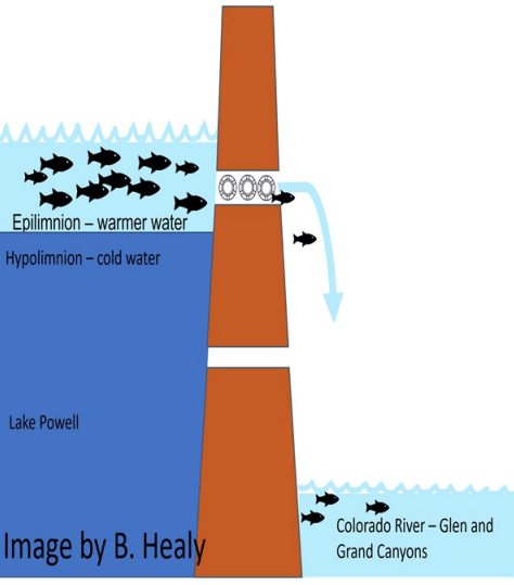 This infographic shows how as Lake Powell water levels decline, warm water containing smallmouth bass gets closer to intakes delivering water through the Glen Canyon Dam to the Grand Canyon downstream. CREDIT: U.S. GEOLOGICAL SURVEY