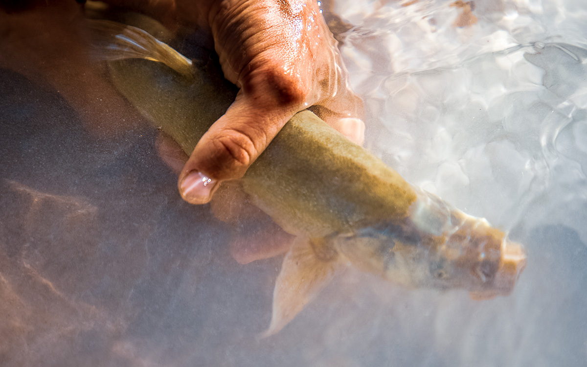 Human alteration of the humpback chub's habitat has put them on life support. Photos by Ed Moss